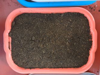 podmiska naplnena pestebnim substratem microgreens